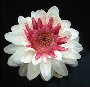Fleur du Nénuphar Géant Victoria cruziana