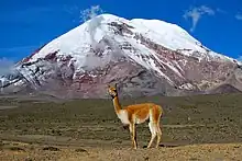 Volcan arrondi en grande partie couvert de glaciers avec au premier plan une vigogne au pelage roux.