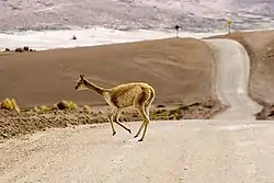 Une vigogne traversant une route dans le désert d'Atacama.