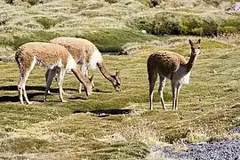 Un groupe dans le Nord du Chili.