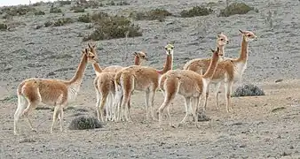 Un groupe en Équateur.