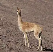 Un adulte en Argentine.