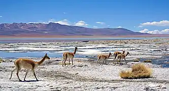 Vigognes et flamants roses sur le salar de Chalviri, Bolivie, 2018