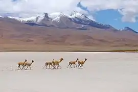 Vigognes près du salar.