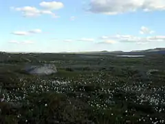 Zone humide dans la partie centrale du parc, près du lac Nordmannslågen.