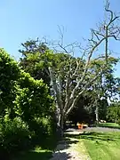 Vieil acacia dans le parc.
