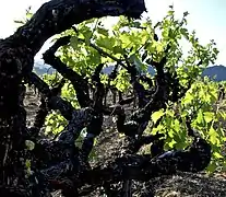 Vieilles vignes taillées en gobelet à Napa Valley.