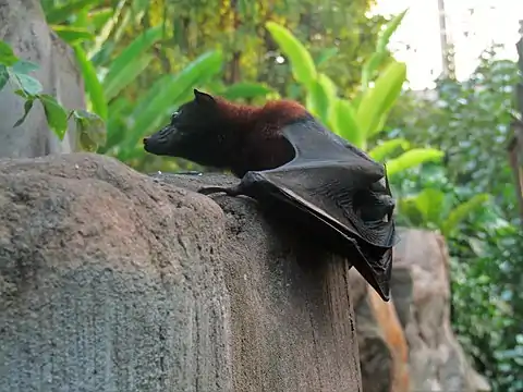 Petite roussette (Pteropus hypomelanus).