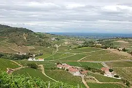 Un des crus du Beaujolais : le chiroubles.