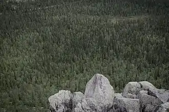 Une forêt de conifère traversée par une route vu depuis un sommet rocheux.