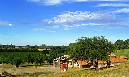 Vignoble d'Al Este à Médanos, Buenos Aires.