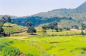 La Vallée d'Araku est connue pour son climat frais et pour ses hivers aussi rigoureux que dans les Nilgiris.