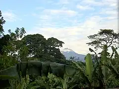 Le Mawenzi depuis des plantations de bananiers mêlées à des espèces de la forêt pluviale. Cette pratique a l'avantage de diminuer les besoins en eau des espèces introduites grâce à l'ombrage.