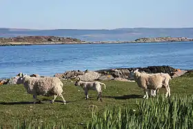 Gigalum Island en arrière-plan vue depuis l'île de Gigha.