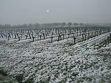 Photographie montrant une vigne enneigée après une chute de neige tardive, le 8 mars 2010 à Gaillac.