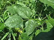 Feuille (Vigna unguiculata).