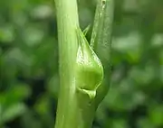 Stipule (Vigna unguiculata).