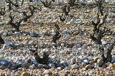 Vignes sur éclats calcaires et galets roulés.