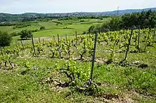 Vignobles à Millery (Rhône).