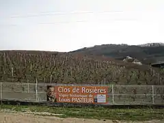 Vigne de Louis Pasteur de Montigny-lès-Arsures, près d'Arbois