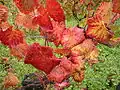 Vigne en automne.