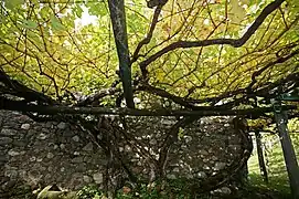 Vigne de plus de 350 ans à Castel Katzenzungen, dans le Trentin-Haut-Adige