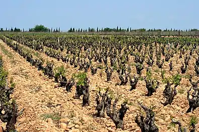 Vignes et galets de quartz.