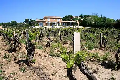 Vignoble sur terroir sableux.