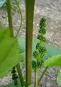 Jeune grappe d'une vigne cultivée