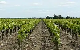 Rangs de vigne de Muscadet aux alentours du mois de juin