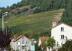 Réintroduction de la vigne sur les coteaux de Massiac