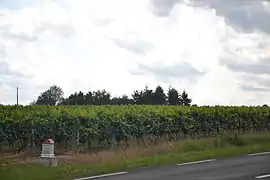 Vignes près de Saint-Pourçain