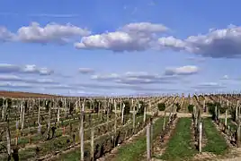 Vigne étroite à haute densité dans le vignoble de Bordeaux