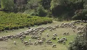 Image illustrative de l’article Alpes-de-haute-provence (IGP)