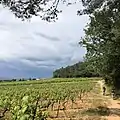 Les vignes de la Tulipe Noire