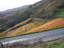 Vigne en automne à Avenas.