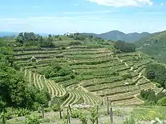 Vignes en terrasse.