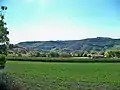 Vignes au bord du Colorado