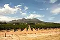 Vignes sur sable à Stellenbosch.