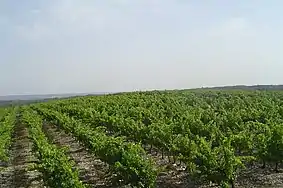 Vignoble de Langlade.