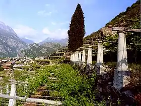 Culture de la vigne en montagne à l'adret de Donnas en Val d'Aoste.