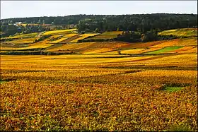 Image illustrative de l’article Bourgogne côte-d'or