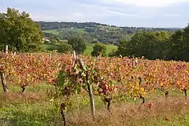 Vue du vignoble de Verneuil-sur-Vienne, au centre.