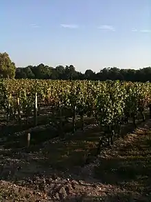 Vignoble dans les paluds de Parempuyre