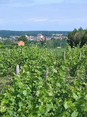 Le vignoble de Châteaumeillant en 2006.