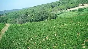 Vignoble de Corbières-boutenac