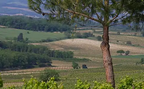Paysage de vignes, à Limoux