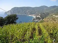 Vignoble de Monterosso al Mare