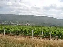 Vignoble de Mostar sur la route menant à Dubrovnik