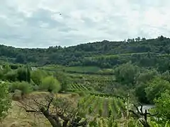 Vignoble de Venasque dans les monts de Vaucluse.